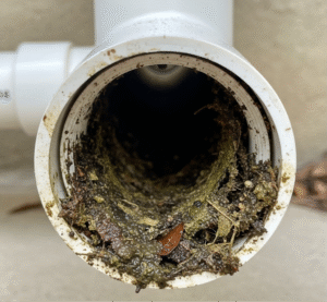 A clogged A/C drain line.