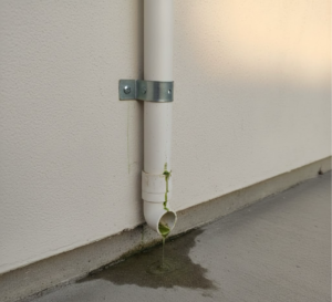 Without consistent water flow, algae and "slime" can multiply rapidly in a stagnant drain line during a power outage.